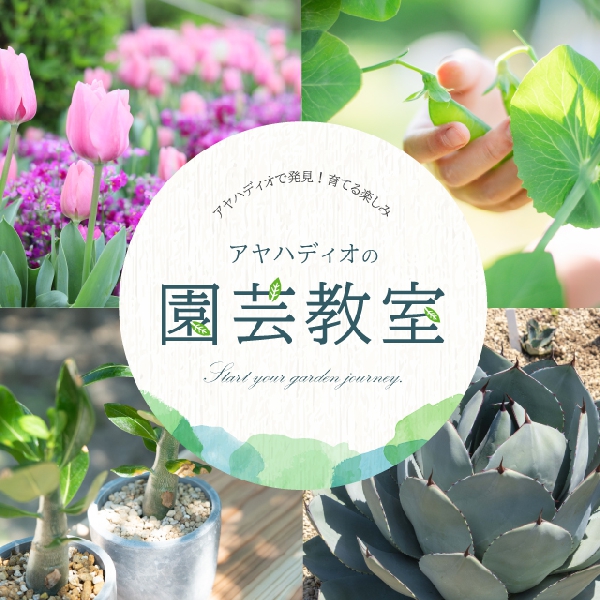秋の園芸教室