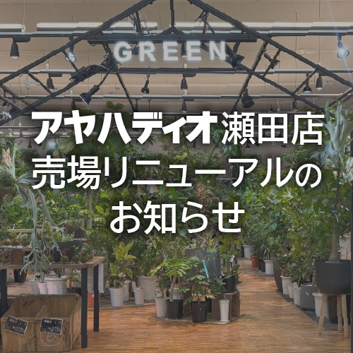 瀬田店リニューアル