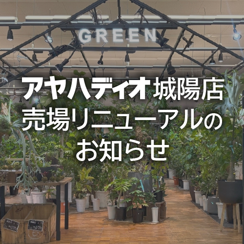 城陽店リニューアル