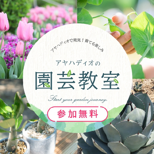 春の園芸教室＜参加無料＞