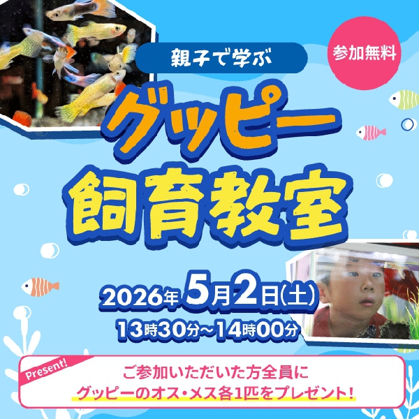 親子で学ぼう！グッピー飼育教室