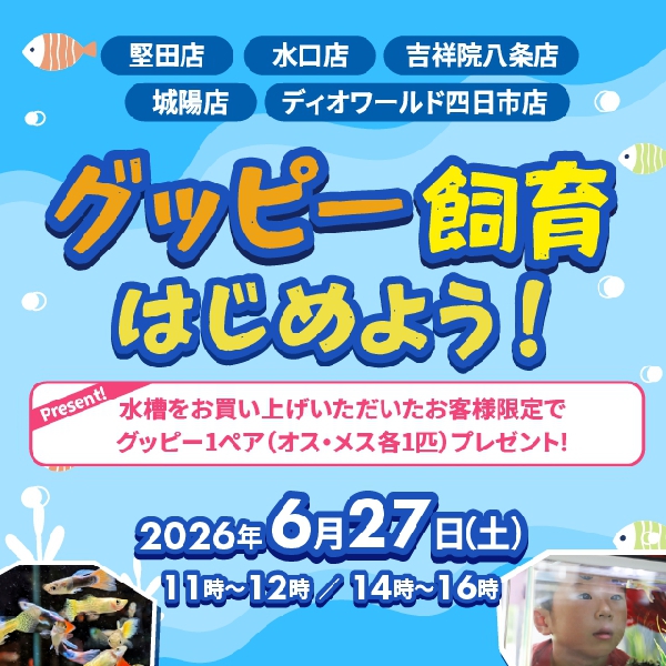 【店舗限定】グッピープレゼント