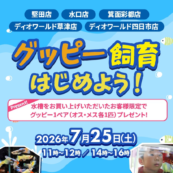 【店舗限定】グッピープレゼント
