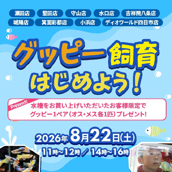 【店舗限定】グッピープレゼント