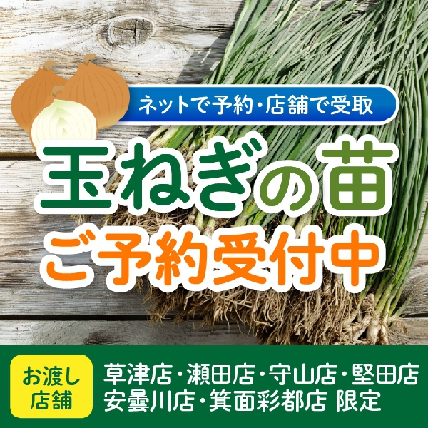 玉ねぎ苗のご予約受付中！