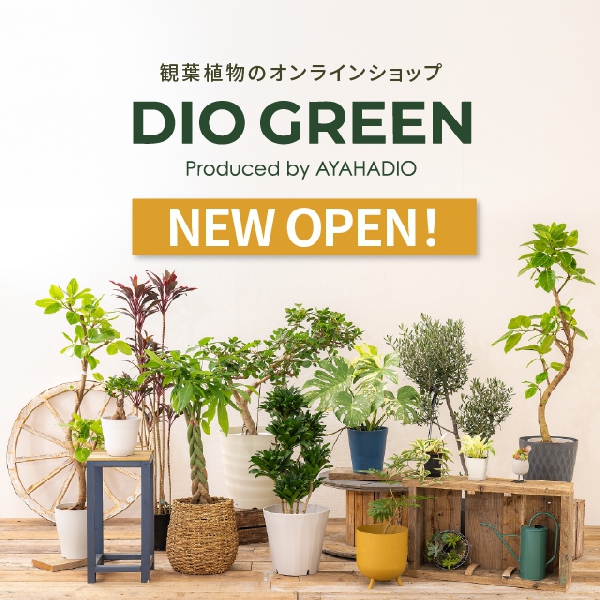 DIO GREEN OPEN！