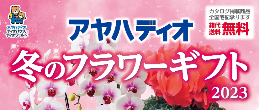 アヤハディオ　冬のフラワーギフト